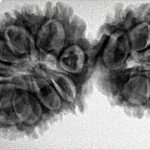 17 MK Gaurishankar 39.1mm 6.48gm - Inverse xray
