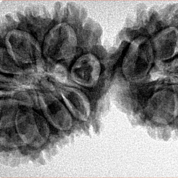 17 MK Gaurishankar 39.1mm 6.48gm - Inverse xray