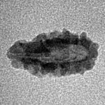 1 Mukhi Rudraksha 14.6mm 0.34gm - Inverse xray