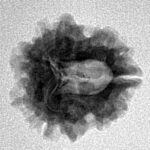 1 Mukhi Rudraksha 19.9mm 2.17gm - Inverse xray