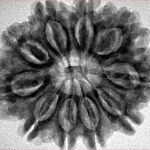 10 Mukhi Rudraksha 29.4mm 5.86gm - Inverse xray