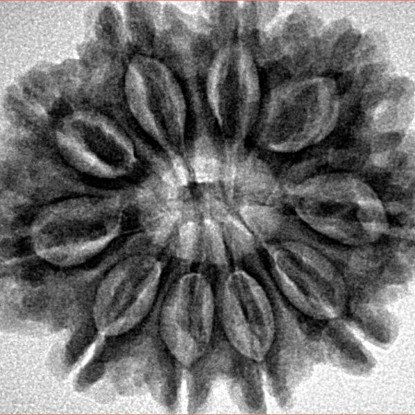 10 Mukhi Rudraksha 29.4mm 5.86gm - Inverse xray