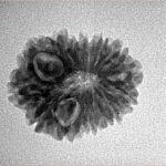 14 Mukhi Rudraksha 20.8mm 2.18gm - Inverse xray