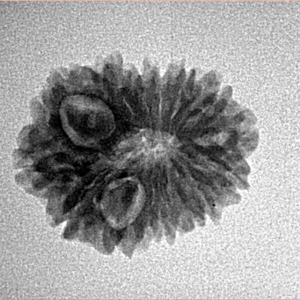 14 Mukhi Rudraksha 20.8mm 2.18gm - Inverse xray