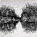 18 MK Gaurishankar 39.6mm 5.71gm - Inverse xray