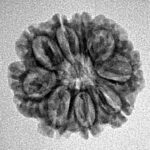 9 Mukhi Rudraksha 20.6mm 2.34gm - Inverse xray