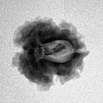 1 Mukhi Rudraksha 18.6mm 1.93gm - Inverse xray