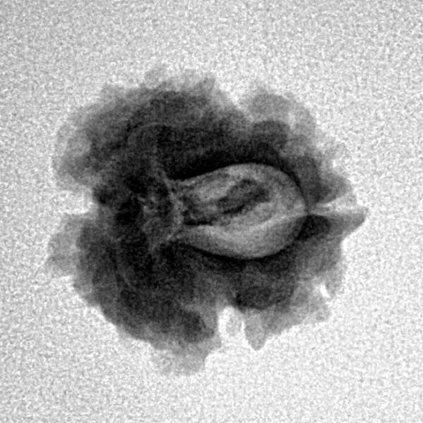 1 Mukhi Rudraksha 18.6mm 1.93gm - Inverse xray