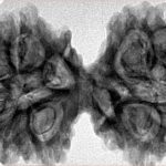 12 MK Gaurishankar 43.6mm 8.81gm - Inverse xray