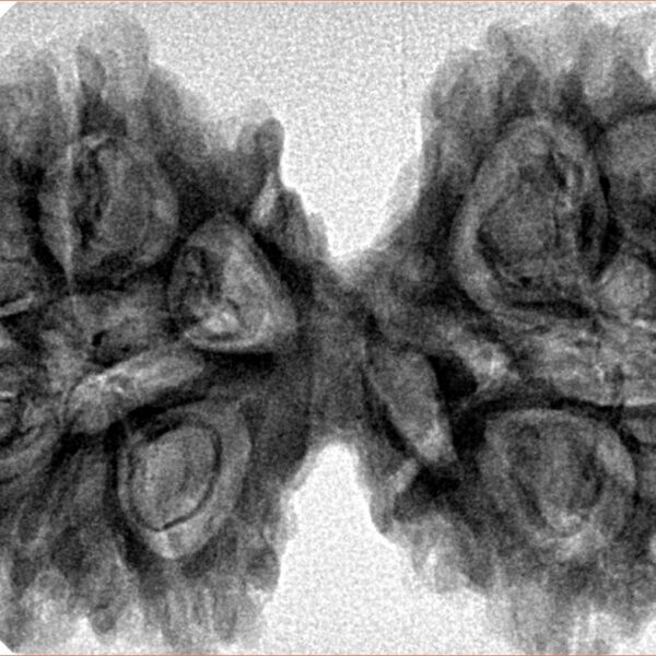 12 MK Gaurishankar 43.6mm 8.81gm - Inverse xray