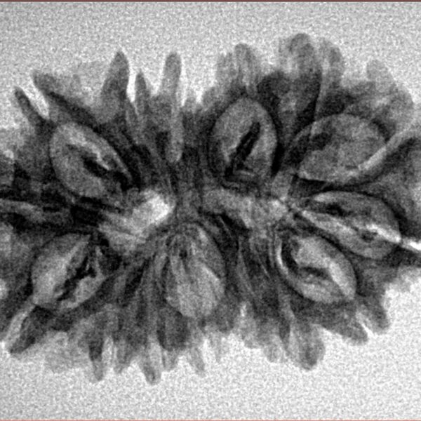 15 MK Gaurishankar 29.8mm 4.09gm - Inverse xray