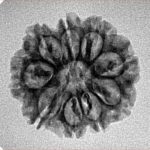 9 Mukhi Rudraksha 22.1mm 2.59gm - Inverse xray