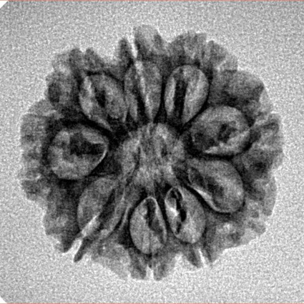 9 Mukhi Rudraksha 22.1mm 2.59gm - Inverse xray
