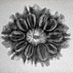 11 Mukhi Rudraksha 24.5mm 3.09gm - Inverse xray