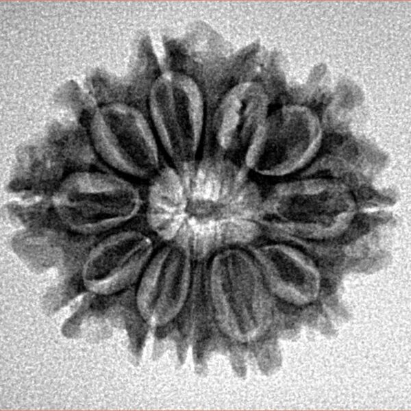11 Mukhi Rudraksha 24.5mm 3.09gm - Inverse xray