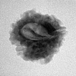 1 Mukhi Rudraksha 19.8mm 2.34gm - Inverse xray