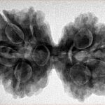 8 MK Gaurishankar 34.5mm 6.86gm - Inverse xray