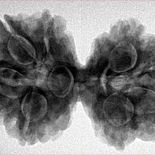 8 MK Gaurishankar 34.5mm 6.86gm - Inverse xray