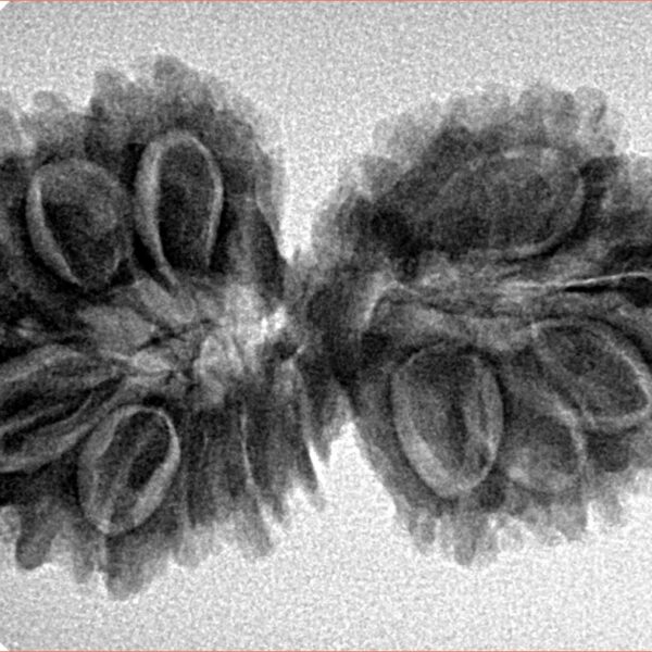 15 MK Gaurishankar 34.8mm 5.25gm - Inverse xray