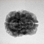 2 Mukhi Rudraksha 27.2mm 3.26gm - Inverse xray
