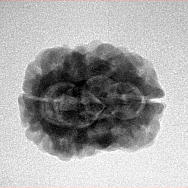 2 Mukhi Rudraksha 27.2mm 3.26gm - Inverse xray