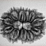 11 Mukhi Rudraksha 28.6mm 4.65gm - Inverse xray