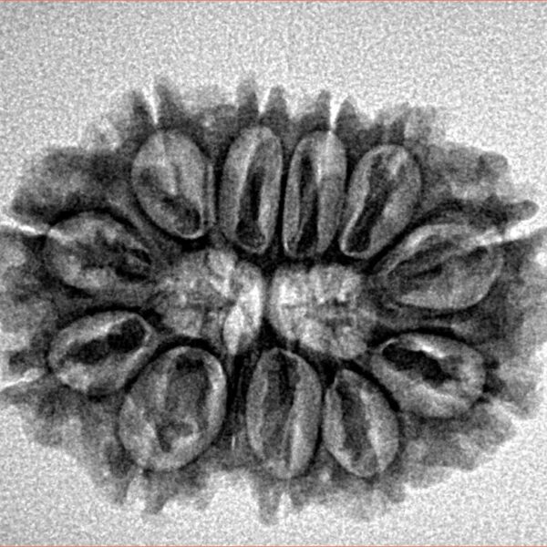 11 Mukhi Rudraksha 28.6mm 4.65gm - Inverse xray