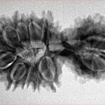17 MK Gaurishankar 34mm 4.38gm - Inverse xray