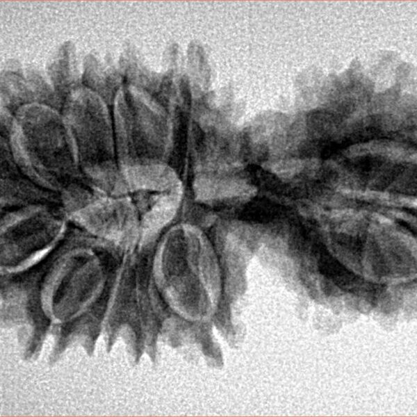 17 MK Gaurishankar 34mm 4.38gm - Inverse xray