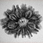 10 Mukhi Rudraksha 24.1mm 3.36gm - Inverse xray