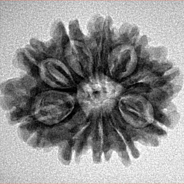10 Mukhi Rudraksha 24.1mm 3.36gm - Inverse xray