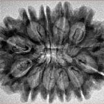 12 Mukhi Rudraksha 31mm 4.54gm - Inverse xray
