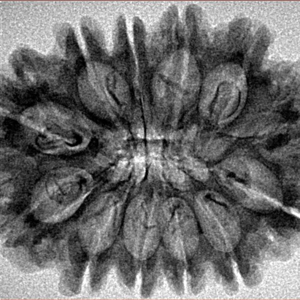 12 Mukhi Rudraksha 31mm 4.54gm - Inverse xray
