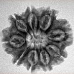 9 Mukhi Rudraksha 24.3mm 3.75gm - Inverse xray