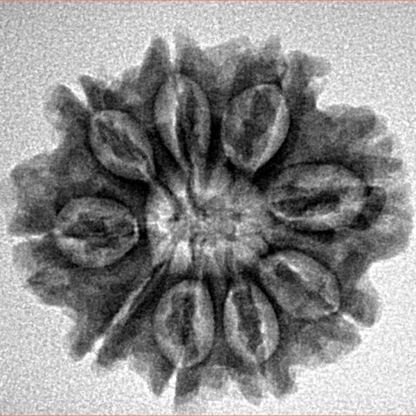 9 Mukhi Rudraksha 24.3mm 3.75gm - Inverse xray