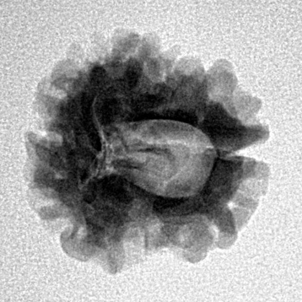 1 Mukhi Rudraksha 20.9mm 2.37gm - Inverse xray