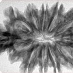 10+1+1 Mukhi Sawar 38.8mm 7.19gm - Inverse xray
