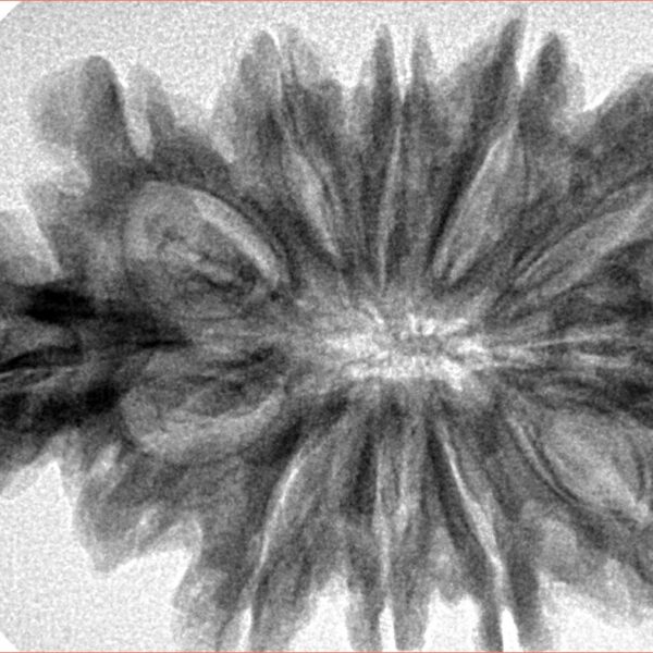 10+1+1 Mukhi Sawar 38.8mm 7.19gm - Inverse xray