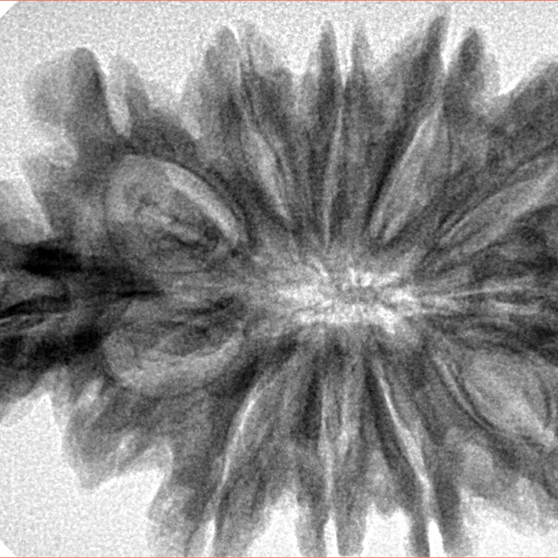 10+1+1 Mukhi Sawar 38.8mm 7.19gm - Inverse xray