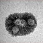 14 Mukhi Rudraksha 20mm 1.94gm - Inverse xray