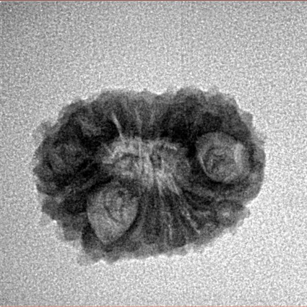 14 Mukhi Rudraksha 20mm 1.94gm - Inverse xray