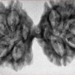 11 MK Gaurishankar 39.3mm 5.52gm - Inverse xray