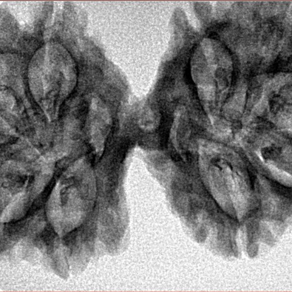 11 MK Gaurishankar 39.3mm 5.52gm - Inverse xray