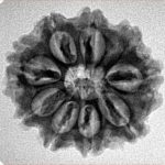 9 Mukhi Rudraksha 24mm 4.08gm - Inverse xray