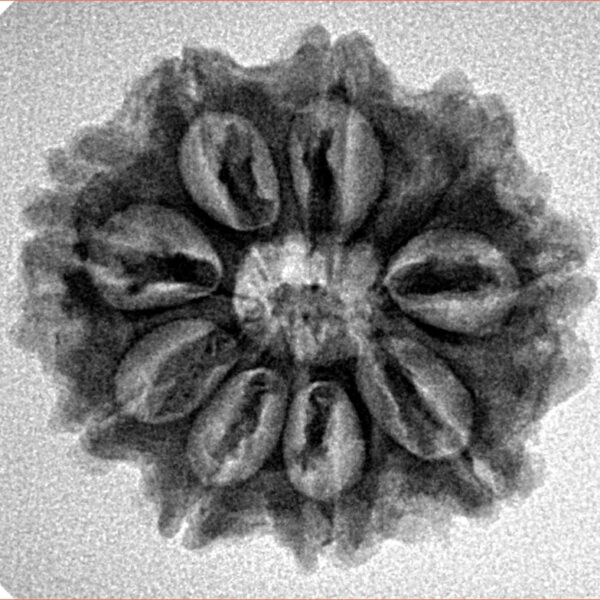 9 Mukhi Rudraksha 24mm 4.08gm - Inverse xray
