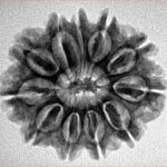 11 Mukhi Rudraksha 25.5mm 3.92gm - Inverse xray