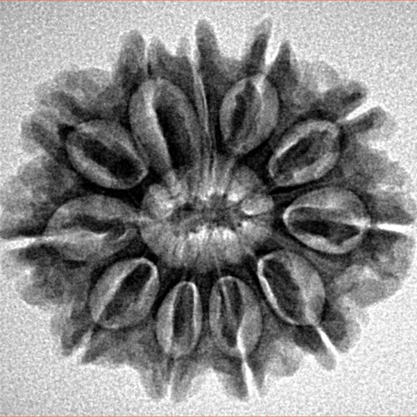 11 Mukhi Rudraksha 25.5mm 3.92gm - Inverse xray