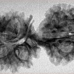 20 MK Gaurishankar 38mm 4gm - Inverse xray