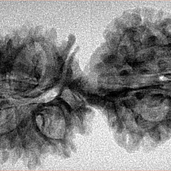 20 MK Gaurishankar 38mm 4gm - Inverse xray