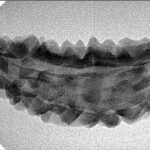 1 Mukhi Rudraksha 39.5mm 3.13gm - Inverse xray